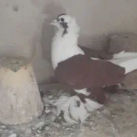 کبوتر|پرنده|تبریز, |دیوار