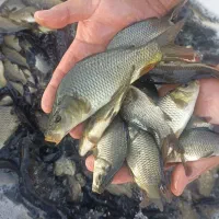 بچه ماهی  پرورشی کپورطلایی و آمور . اسپلش|ماهی|ارومیه, |دیوار