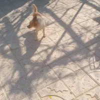 پاپی خوشکل|سگ|تربت جام, بهشت نبی|دیوار