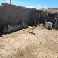 ده تا بزکهره دار شیری