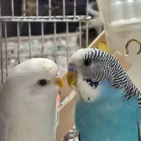 یک جفت مرغ عشق سرحال و خوشگل