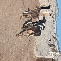 گاو‌گوساله