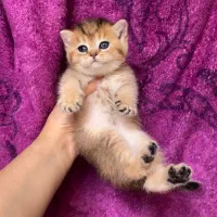 واگذاری گربه