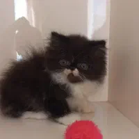 بچه گربه پرشین|گربه|ساری, |دیوار