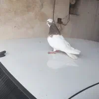 طوقی