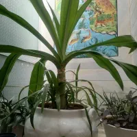 گل بسیارزیباو پاجوش زیاد