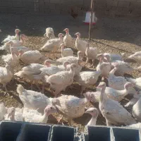 بوقلمون|حیوانات مزرعه|داراب, |دیوار