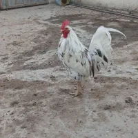 مرغ لاری و خروس گلین