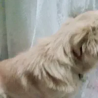 سگ خانگی پامر|سگ|قم, نخودی|دیوار