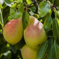 نهال گلابی بیروتی|خدمات باغبانی و درختکاری|لوشان, |دیوار