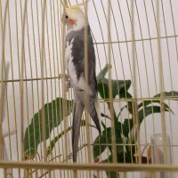 عروس هلندی سخنگو|پرنده|زرندیه, |دیوار