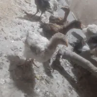 جوجه مرغ ۶۰ روزه