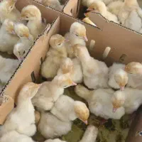 فروش ویژه جوجه بوقلمون بیوتی