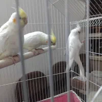 ۳ عدد عروس هلندی