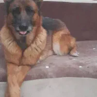 شجره دار ژرمن ماده و نر