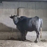 گاومیش امنجر