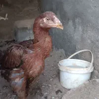 جوجه لاری|حیوانات مزرعه|خرمدشت, |دیوار