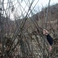 نهال گردو ژنوتیپ برتر