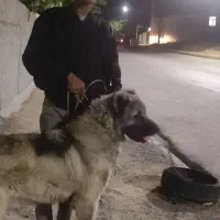 گمشده مژدگانی