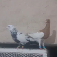 یهودی زرد نر وسار سیاه نر