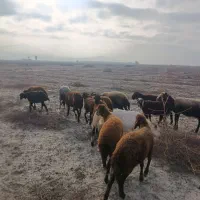 بره و گوسفند