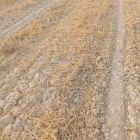 زمین کشاورزی برای اجاره در جراحی روستای البوعلایج