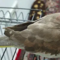 عروس هلندی سرحال