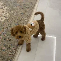 سگ توی پودل|سگ|تهران, قیطریه|دیوار