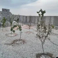 باغچه|فروش زمین و ملک کلنگی|رباط‌کریم, پیغمبر|دیوار