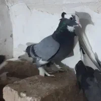 گوشی کفتر|موبایل|قم, کاسه گران|دیوار