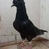 کبوتر زیل دم سفیدنر