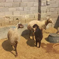 میش زاییده