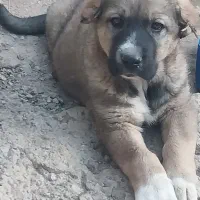 توله سگ سرابی