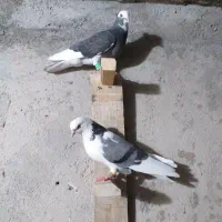 چندتا کفتر|پرنده|مسجد سلیمان, |دیوار