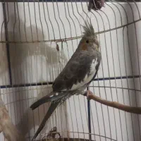 عروس هلندی