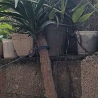 فروش گل وگیاه|گل و گیاه طبیعی|رشت, عینک|دیوار