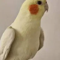 عروس هلندی نر دستی و مست|پرنده|کارون, |دیوار