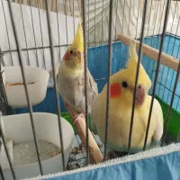 طوطی عروس یک‌ جفت