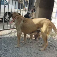 سگ ماده|سگ|رباط‌کریم, وهن آباد|دیوار