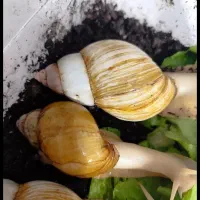 حلزون آلبینو