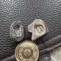 سنگ یا سنگواره عجیب وزیبا