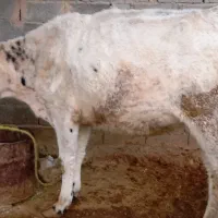 گاو سیمینتال و گوساله ماده سیمینتال