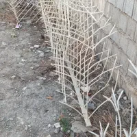 پخش شاخ گوزنی|مصالح و تجهیزات ساختمان|آمل, |دیوار