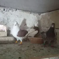 کفتر کفتر بازی|پرنده|الوند, |دیوار