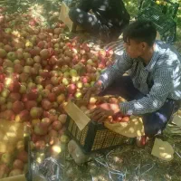 سلام کارگر هستم هرکسی کار برای چیدن درخت سیب است|خدمات باغبانی و درختکاری|بروجرد, |دیوار