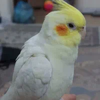 فروش تعدادی عروس هلندی