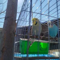 یک عدد مرغ عشق ماده انگلیسی