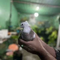 فروش طوقی اجری|پرنده|قائم‌شهر, |دیوار