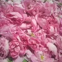 گل محمدی|گل و گیاه طبیعی|نیشابور, بار|دیوار