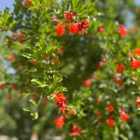 سرایدار باغ ویلا